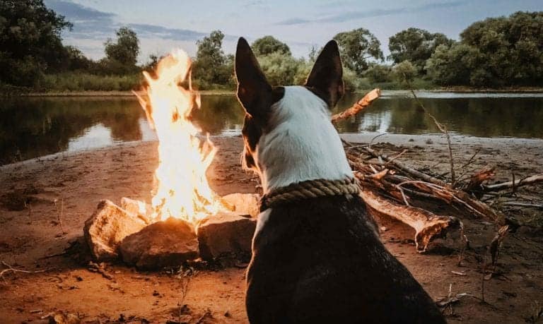 black and white dog sitting in front of a campfire outside by a lake