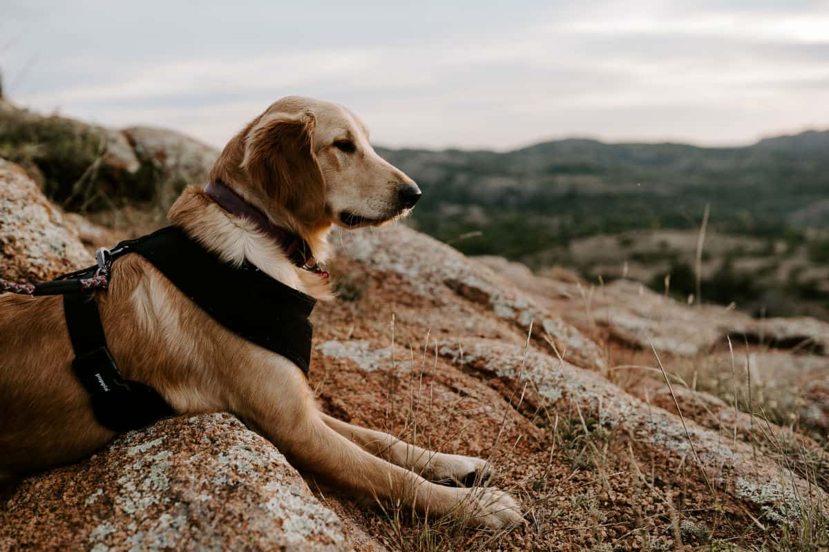 golden brown dog wearing a black harness, laying on the rocks overlooking the wilderness