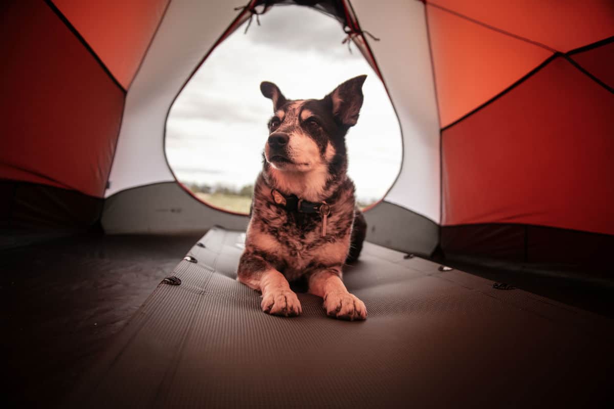 black and white dog laying in a tent on a camp cot with the tent door open behind it