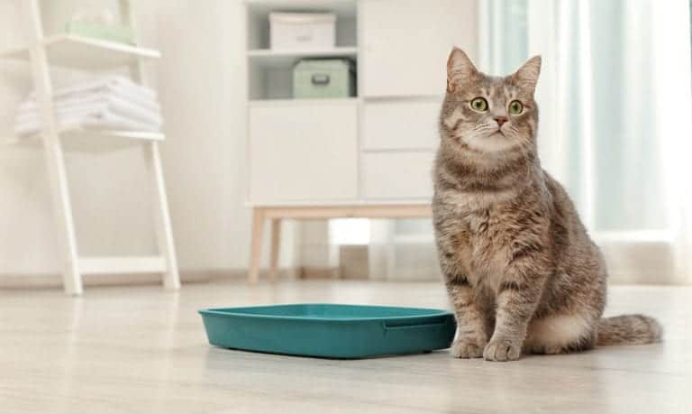 grey tabby cat sitting in the middle of the floor next to a small teal litter box