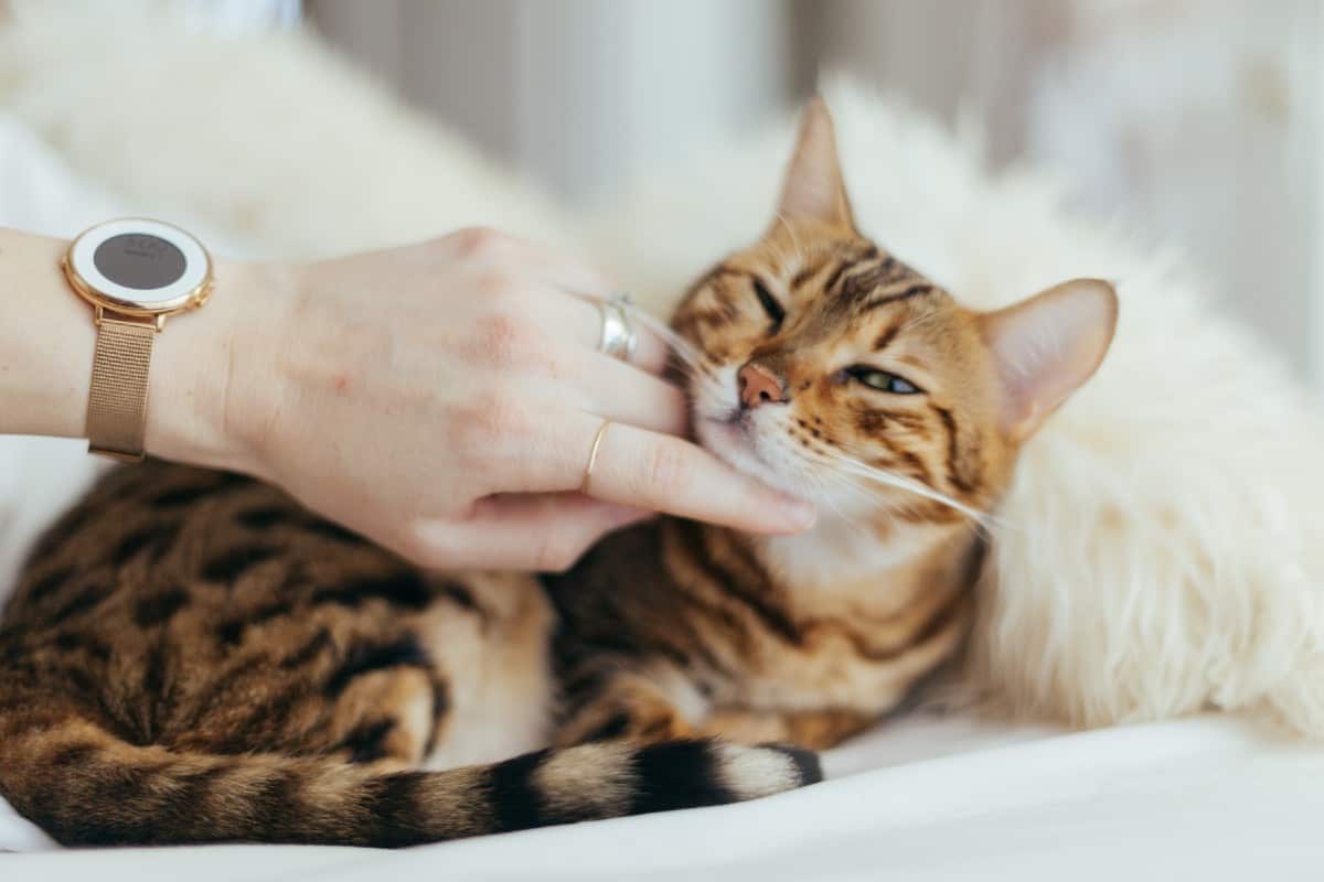 tabby cat laying on white bedding getting a chin scratch