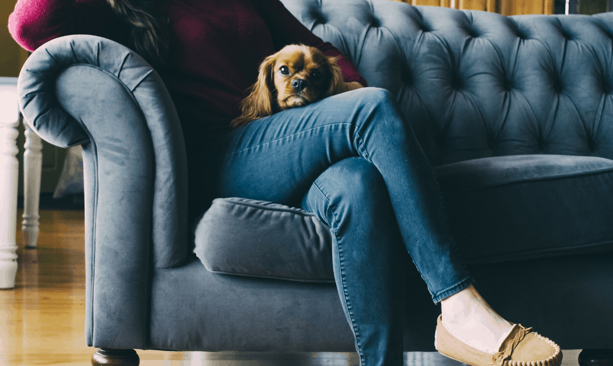 woman sitting on a couch wearing a burgundy sweater and blue jeans with a small brown dog on her lap