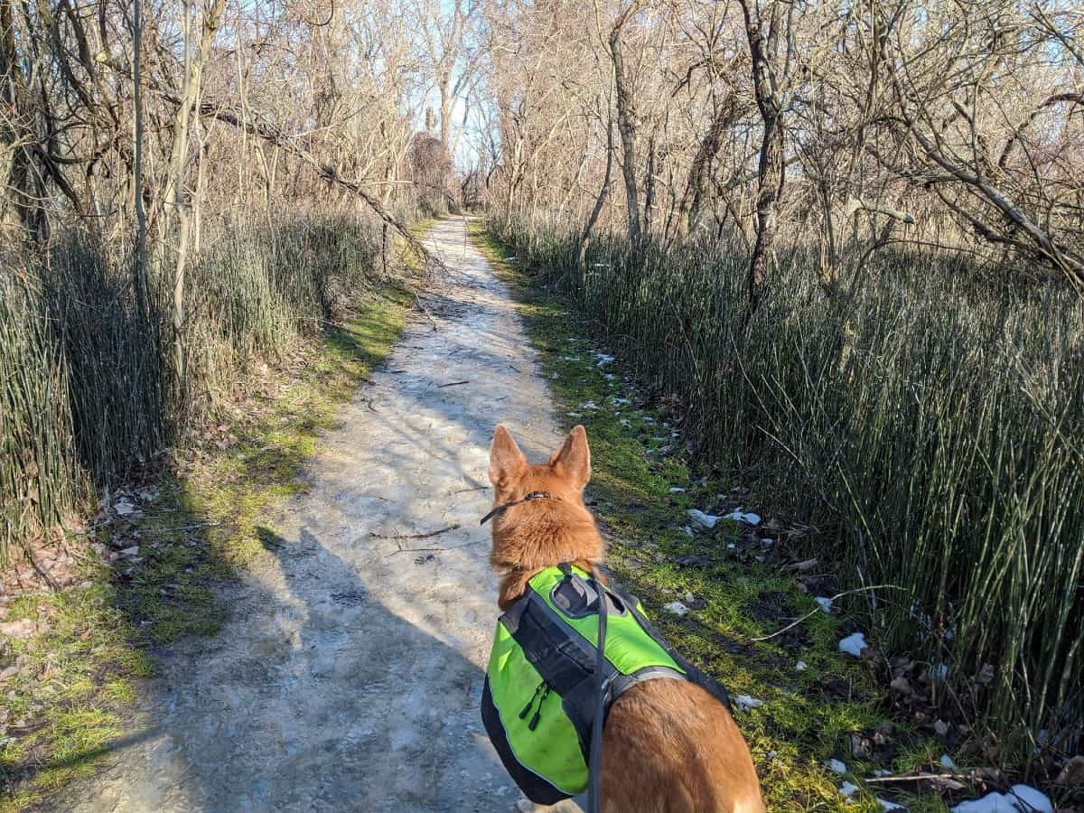 large brown dog wearing a green hiking pack standing on a trail with tall grass on each side