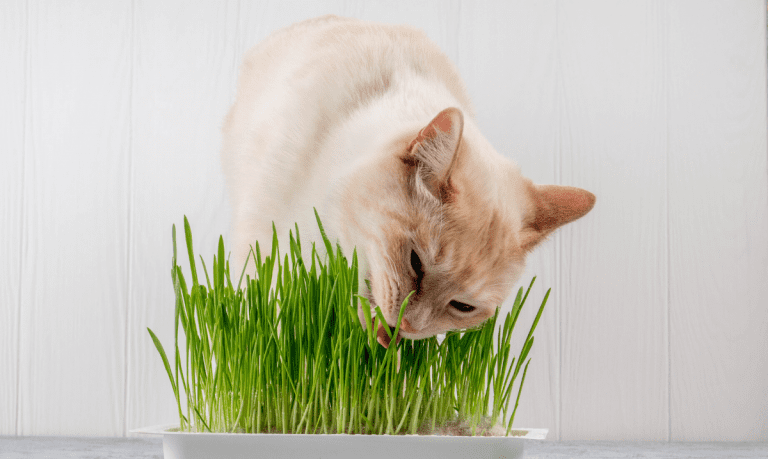 light orange cat chewing on cat grass in a white rectangular container