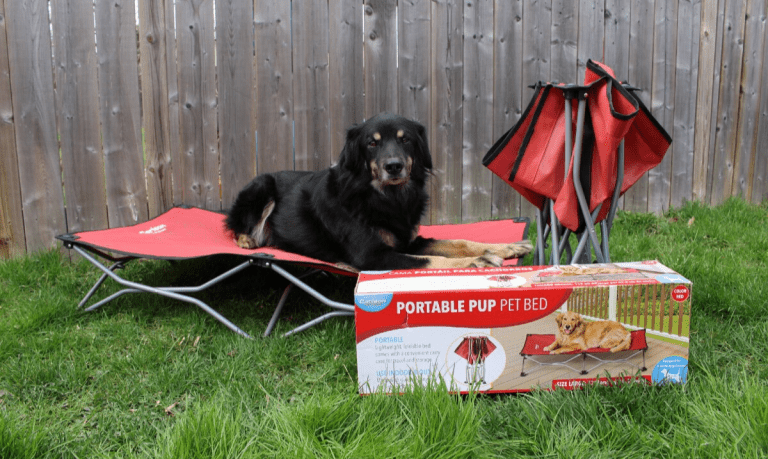 large black dog laying on a red camp cot, a second camp cot folded up next to him and the box stating Carlson Pet Products Portable Pup Pet Bed in front of him