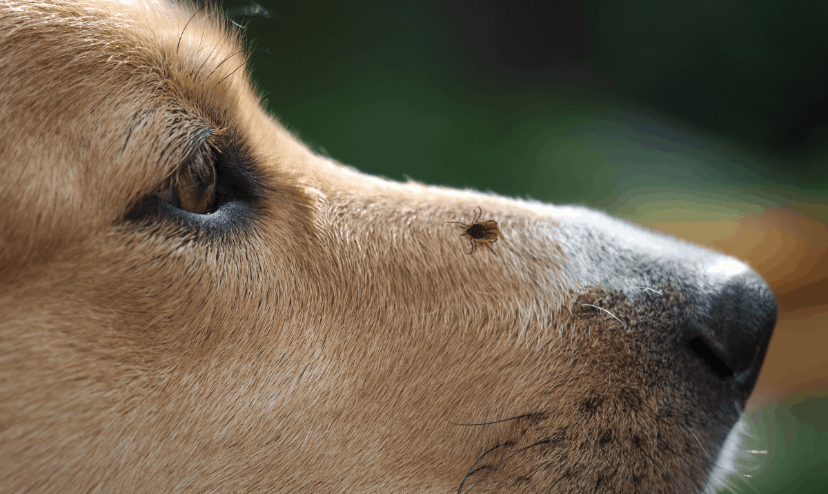 close up of a tick on a light brown dog's nose