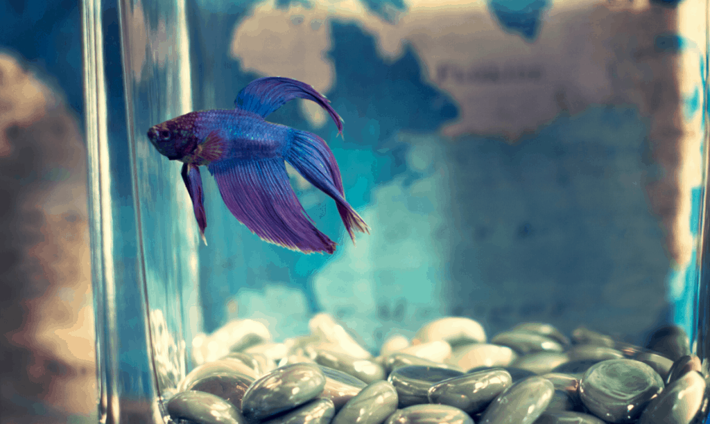 blue and purple betta fish in a tank in front of a map