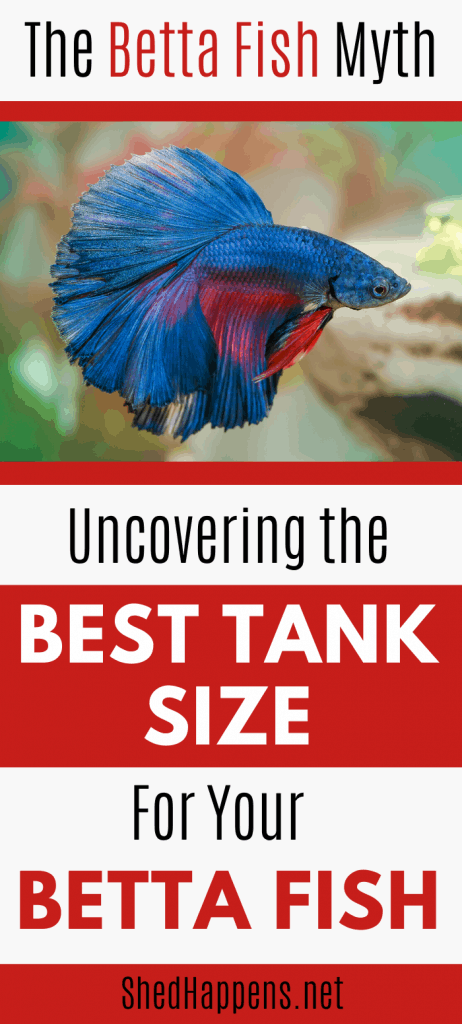 blue and red betta fish in an fish tank with aquarium decorations behind it with the title uncovering the best tank size for your betta fish