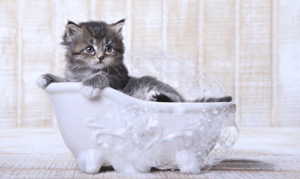 small grey tabby kitten in a bathtub surrounded by bubbles