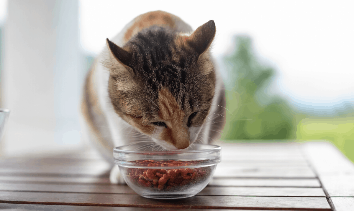 Calico cat standing on a wooden table eating kibble out of a clear dish outside