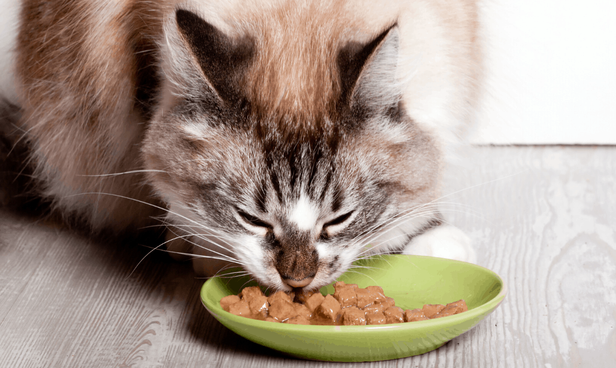 long-haired tabby cat eating wet food out of a green ceramic dish