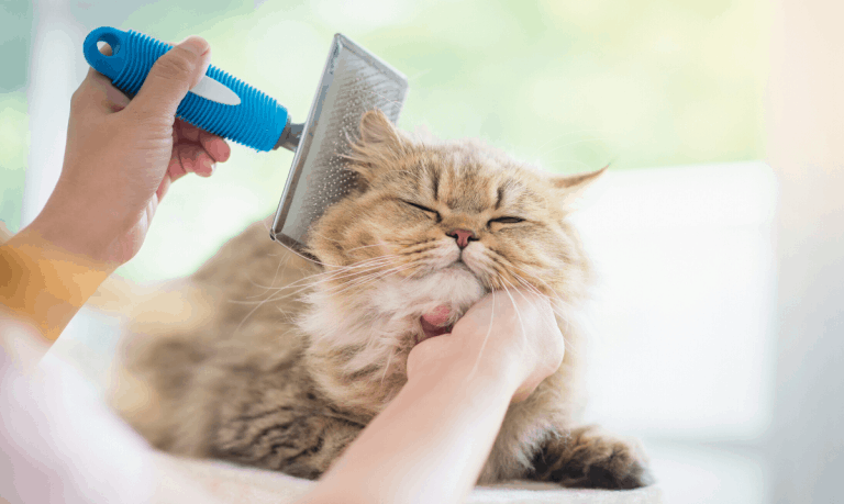 Groom Your Pets at Home (With Little To No Regrets)