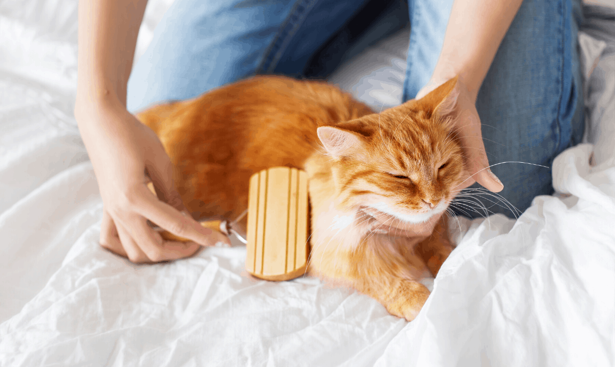 orange tabby cat being groomed with a wooden brush
