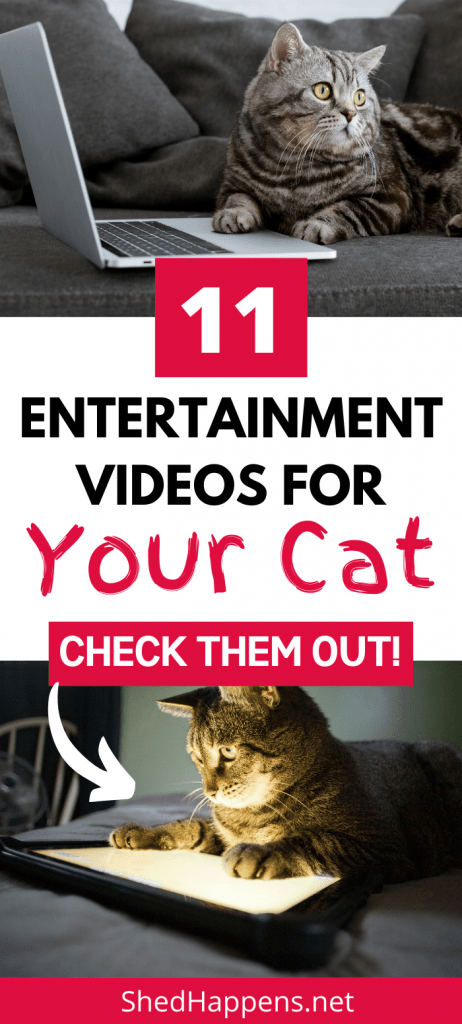 a collage of 2 cats, one in front of a laptop and the other staring at a tablet with the title 11 entertainment videos for your cat