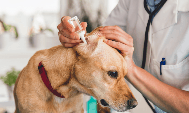 brown dog having ear cleaner put into it's ear from a small bottle