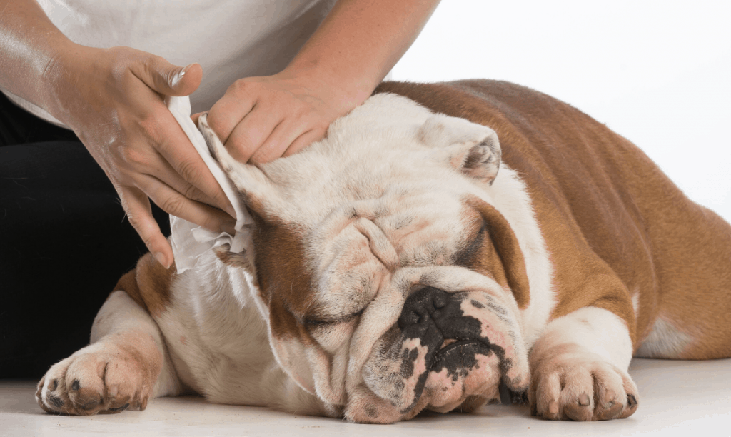 brown and white bull dog having it's ear wiped clean