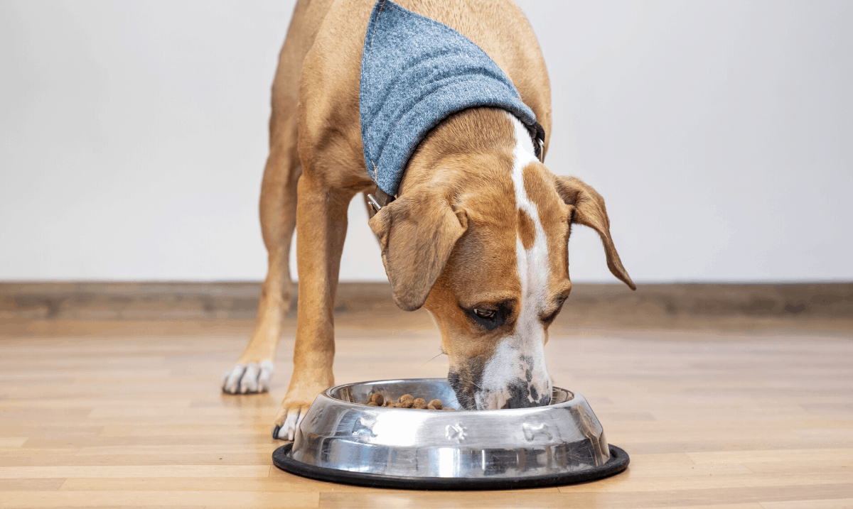 brown and white dog wearing a blue bandanna eating kibble out of a stainless steel dish