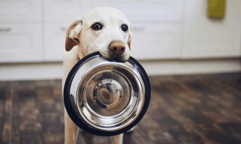 golden lab dog standing holding a stainless steel food dish in it's mouth