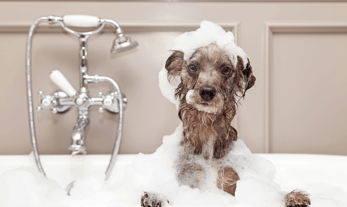 grey wire haired dog in the bath with bubbles