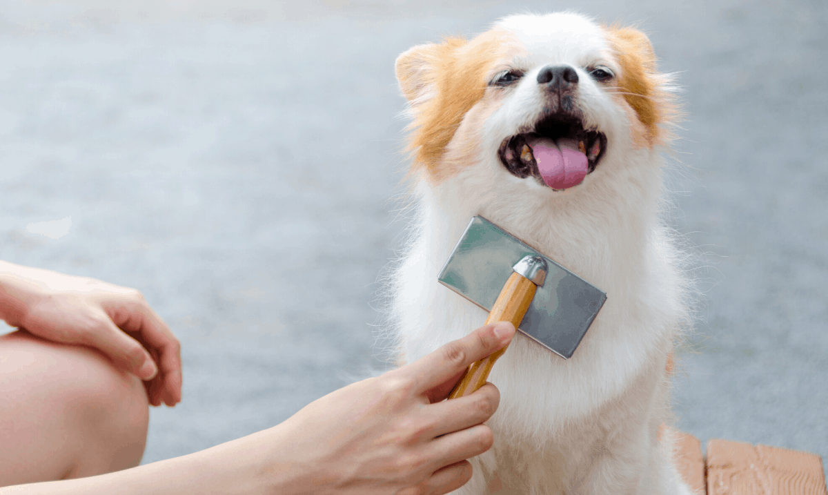 small white and brown dog sitting while being brushed with a slicker brush
