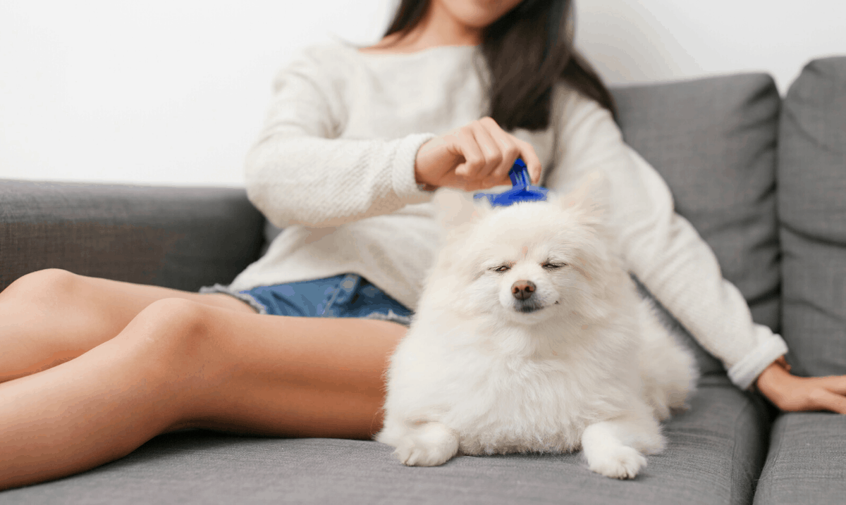 small white Pomeranian dog being brushed while sitting on the couch with a slicker brush