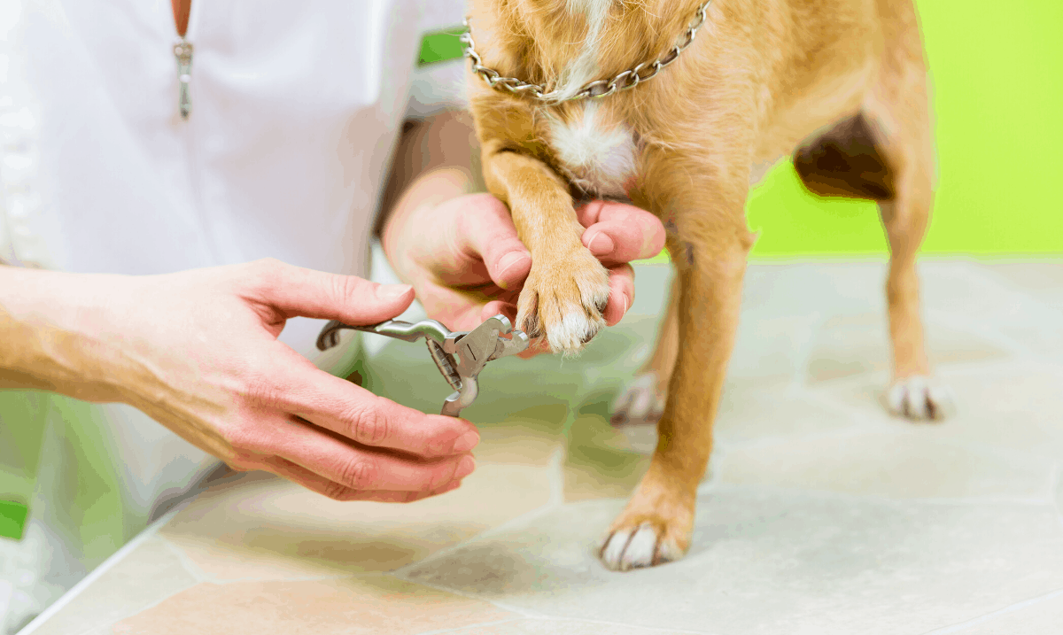 small brown dog having it's nails trimmed
