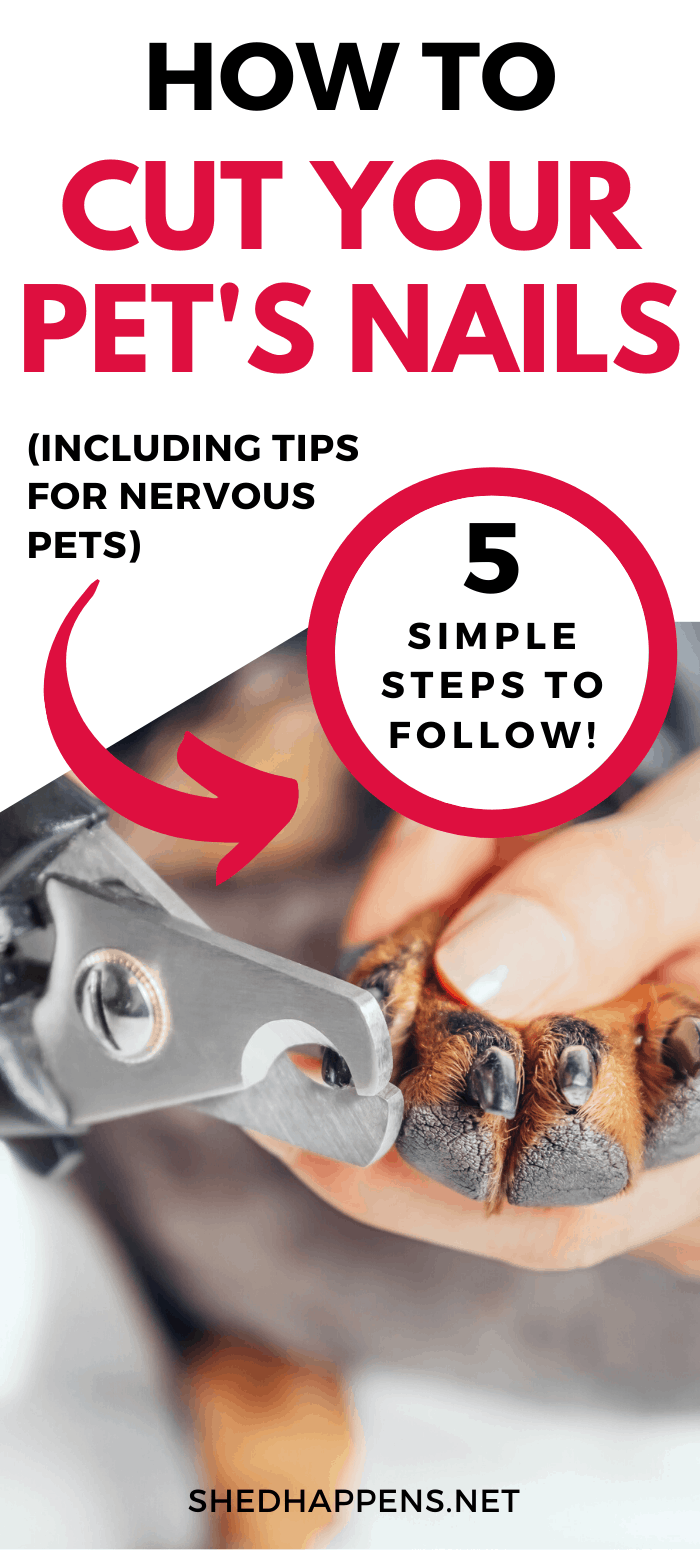 close up of a small black and brown dog having it's nails cut with the title how to cut your pet's nails