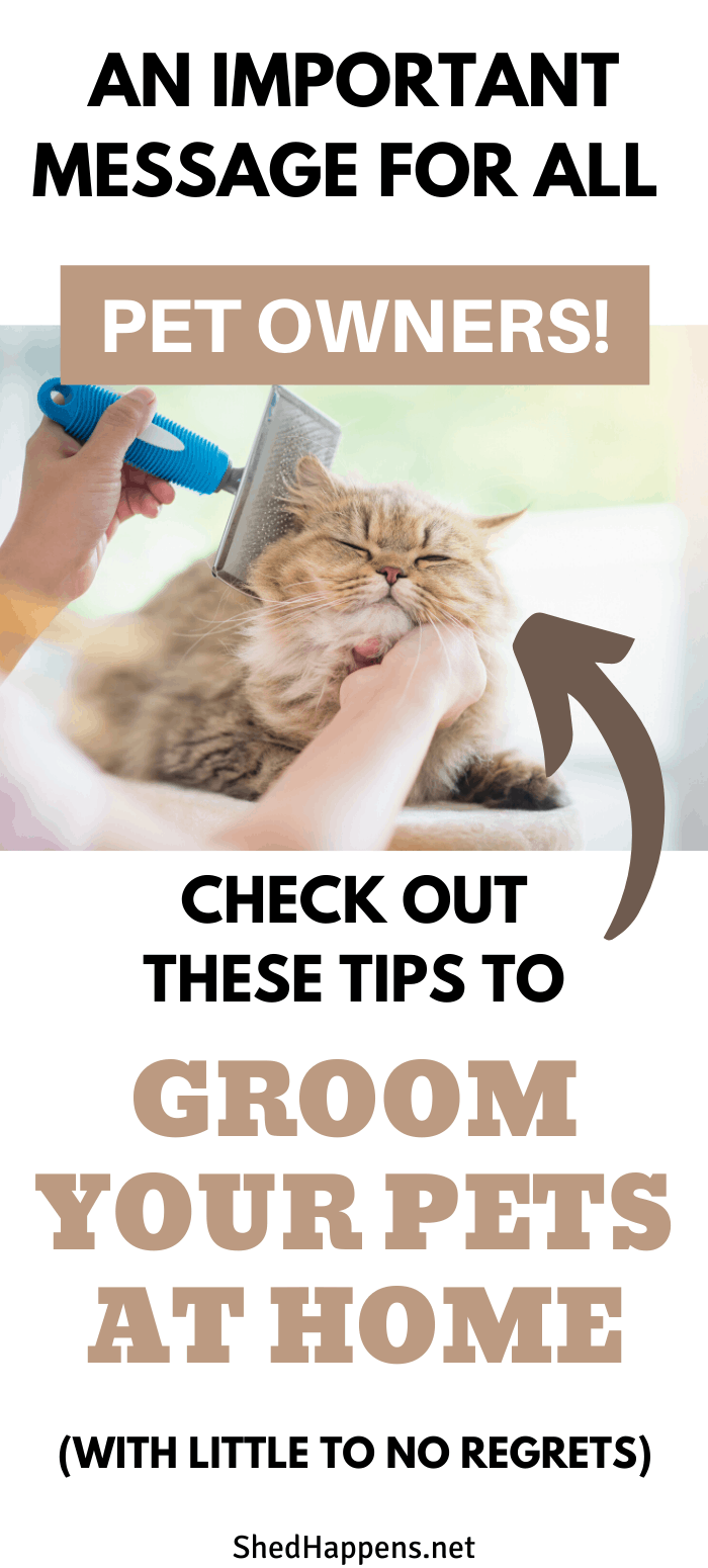 long haired grey cat being brushed with a slicker brush with the title groom your pets at home