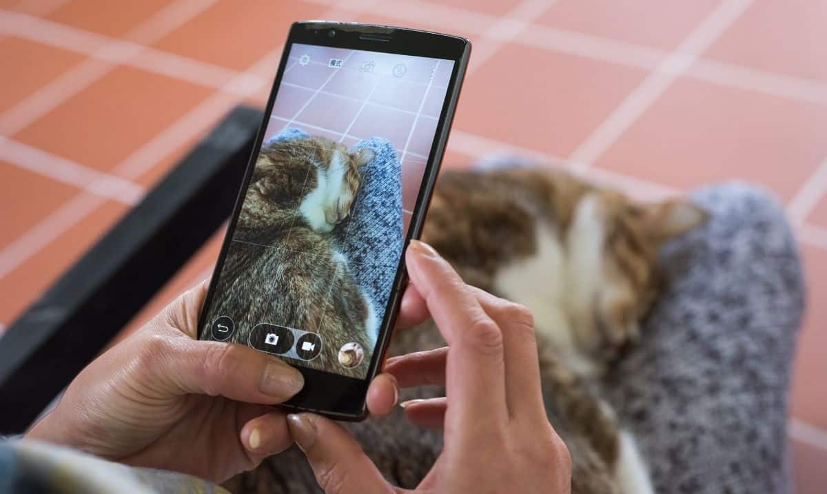 close up of a cellphone screen showing a camera app taking picture of a tabby cat on the lap of the person holding it