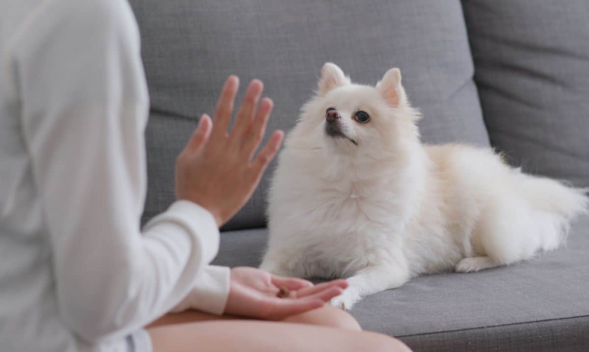 small white dog laying on a grey sofa with a person in front of it, hand up to tell it to stay and treats in their other hand