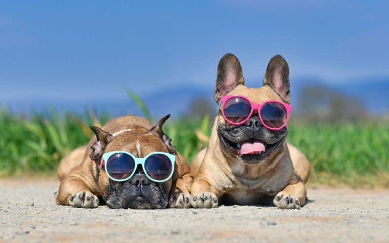 two pugs laying on the sand wearing sunglasses with grass and blue skies behind them
