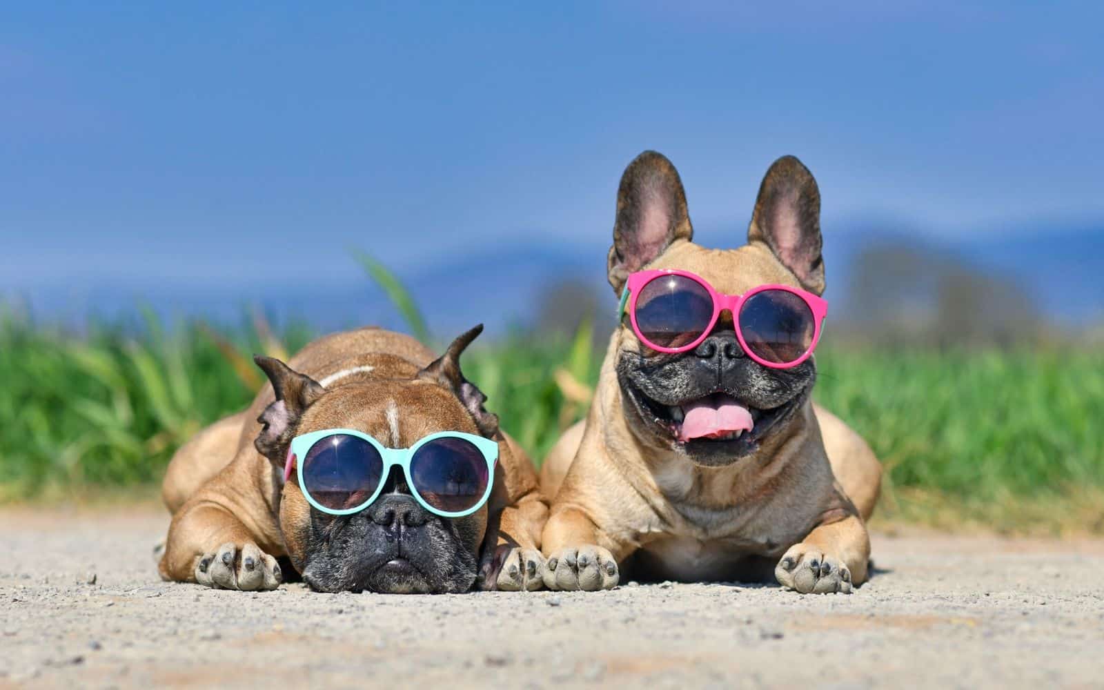 two pugs laying on the sand wearing sunglasses with grass and blue skies behind them