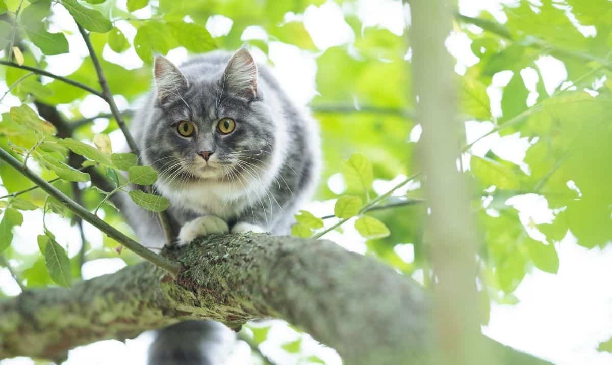 white and grey tabby cat in a tree