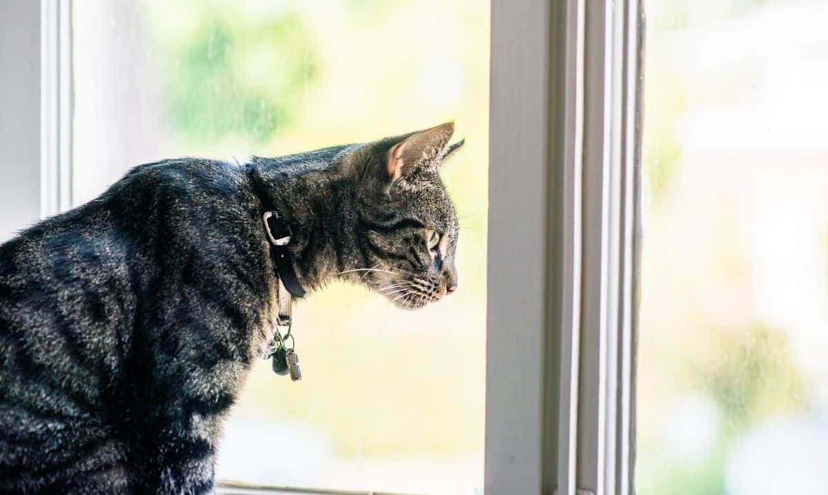 grey tabby cat with a black collar looking out a window