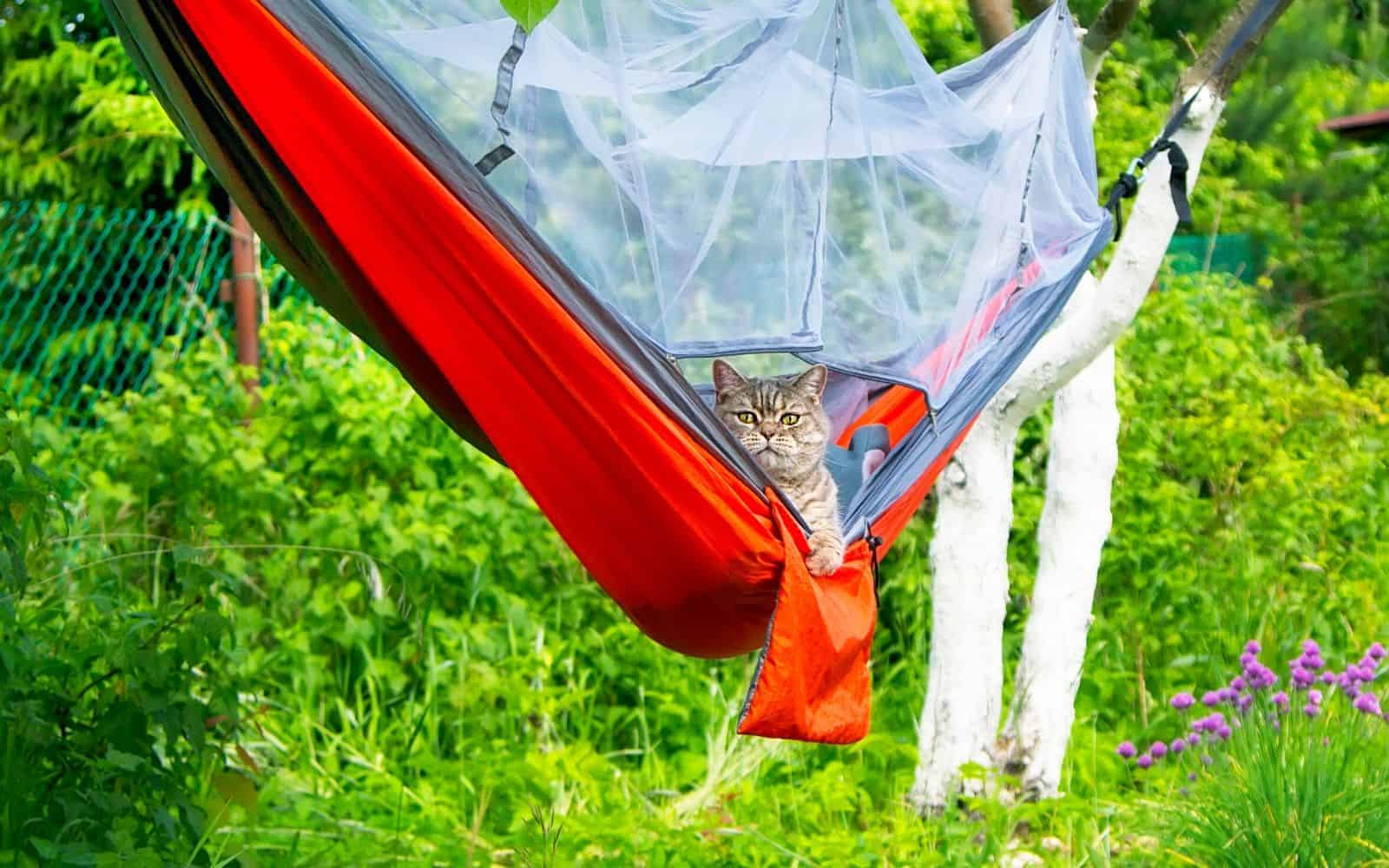 tabby cat laying outside in an orante and grey hammock in the sun