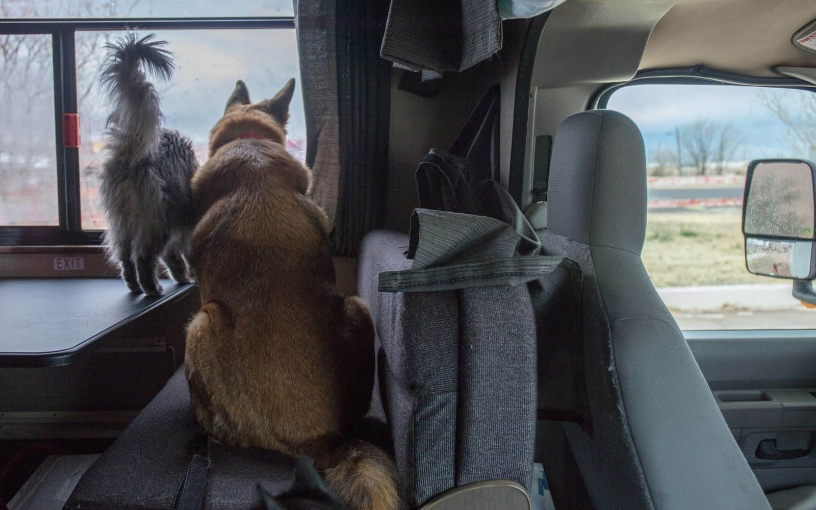 grey long haired cat standing on a table in an rv, a brown dog sitting on the bench seat, both looking out the window