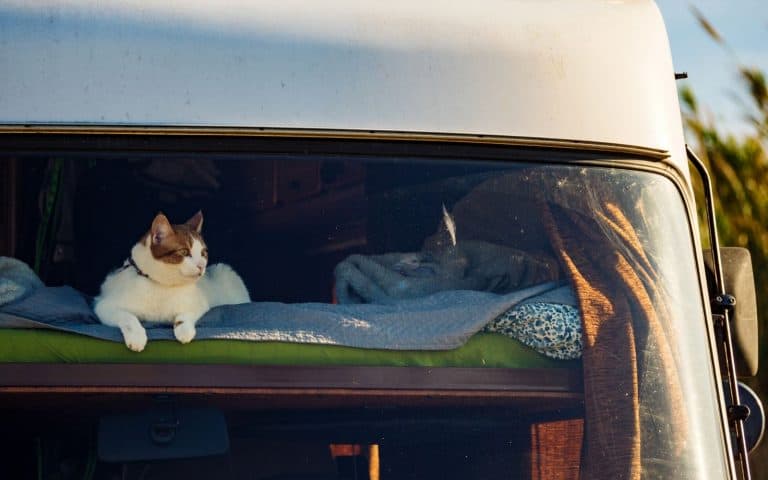 white and tabby cat laying on a bed in the window of an rv