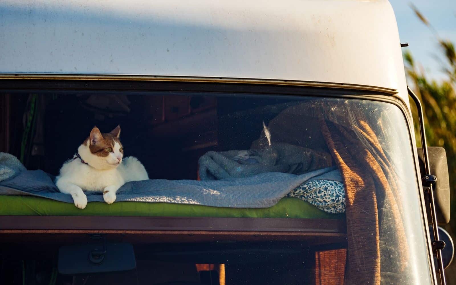 white and tabby cat laying on a bed in the window of an rv