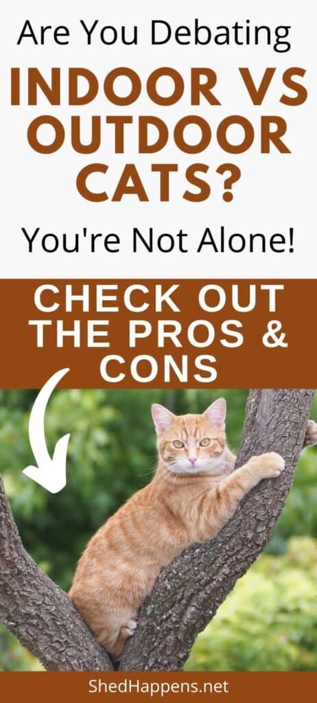 orange tabby cat in a tree with the question are you debating indoor vs outdoor cats?