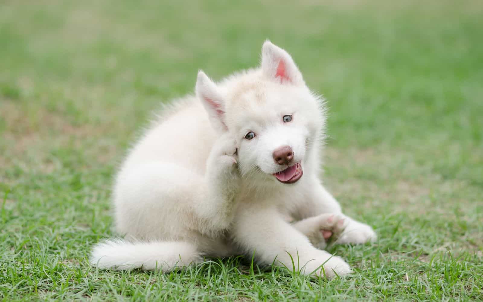 white puppy sitting in the middle of a patch of grass scratching it's face with it's hind foot
