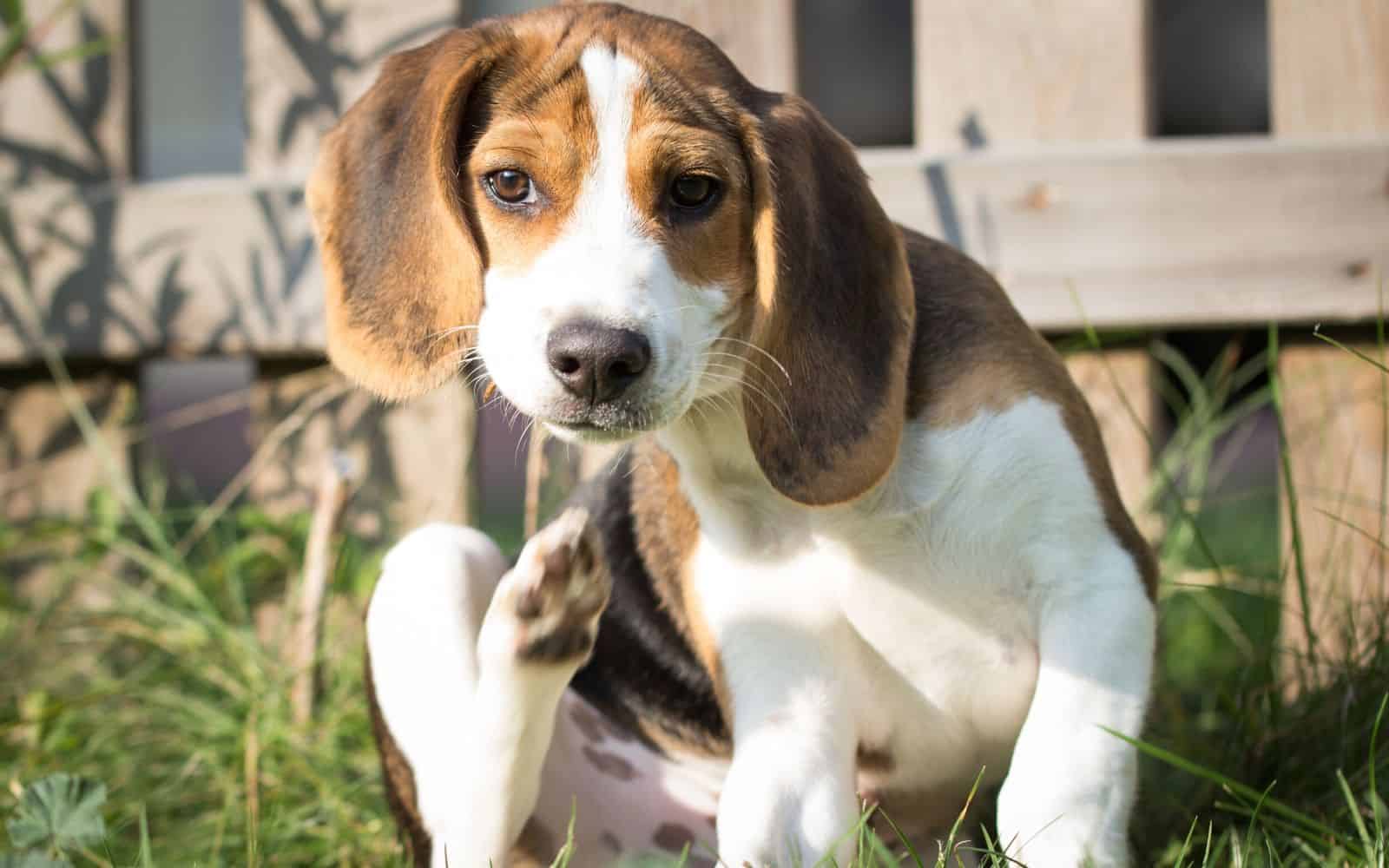 white, brown and black beagle pup sitting in the grass in front of a wooden fence, it's hind leg up mid scratch