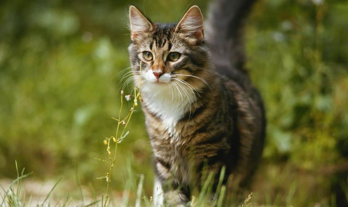 tabby cat with a white chest standing in a patch of grass