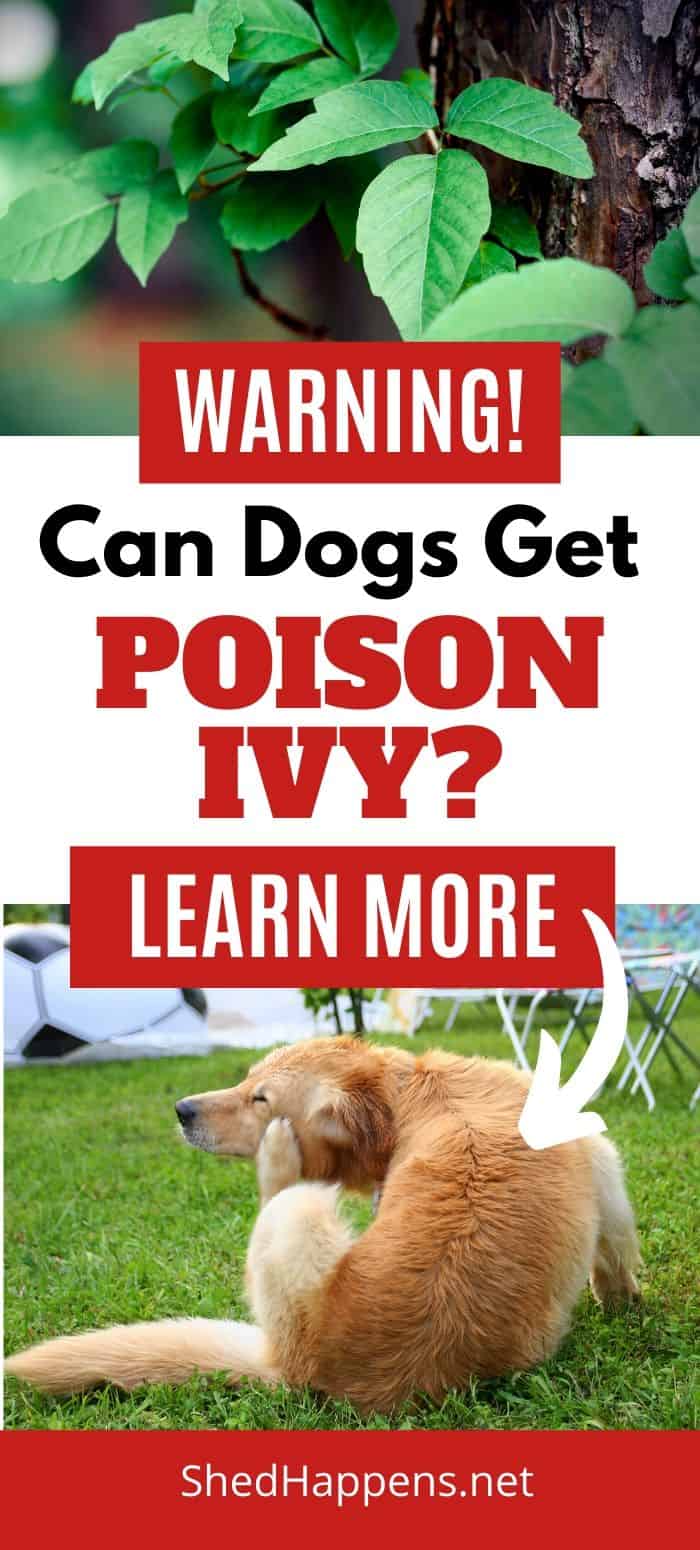 image of poison ivy on a tree and of a golden coloured dog in the middle of a field scratching with the title can dogs get poison ivy?
