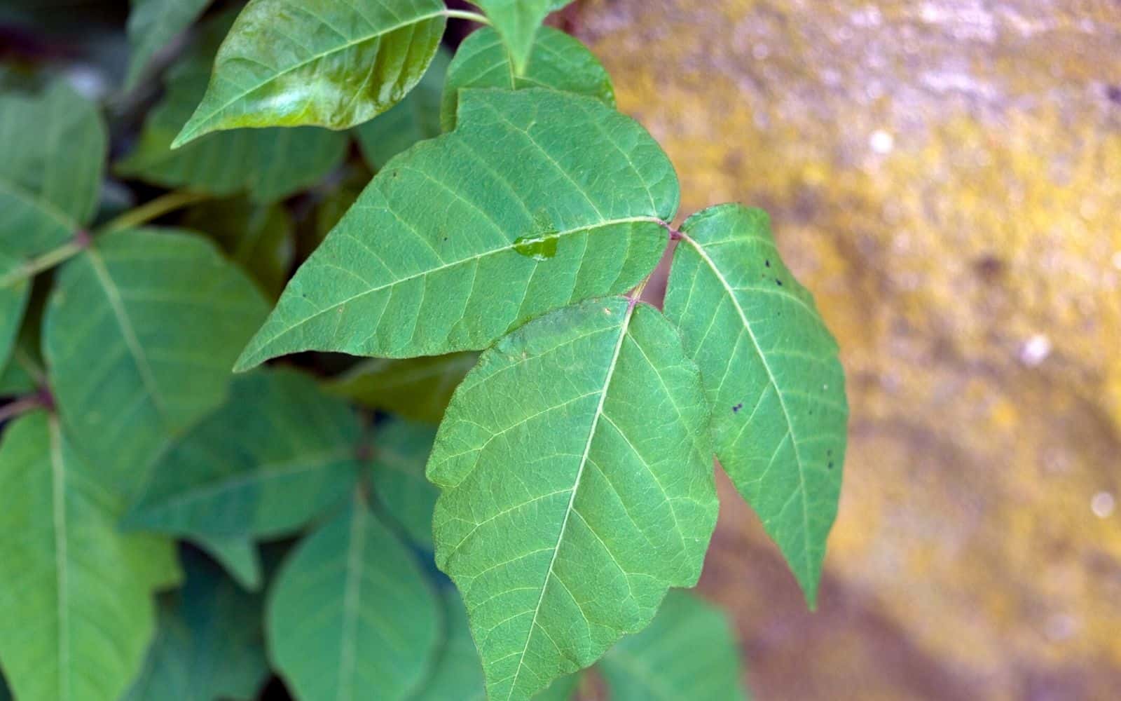 close up of the poison ivy plant beside a large rock