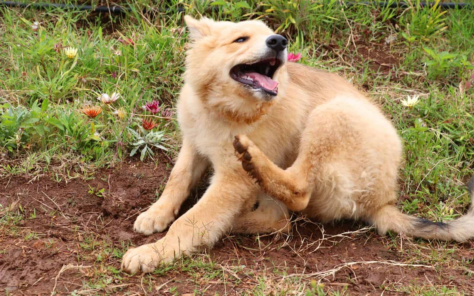 golden brown dog sitting outdoors in a patch of grass and dirt, scratching it's chin with it's back paw