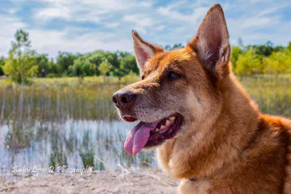 copper and grey German Shepherd mix standing in front of a marshy body of water, ears up and tongue hanging out
