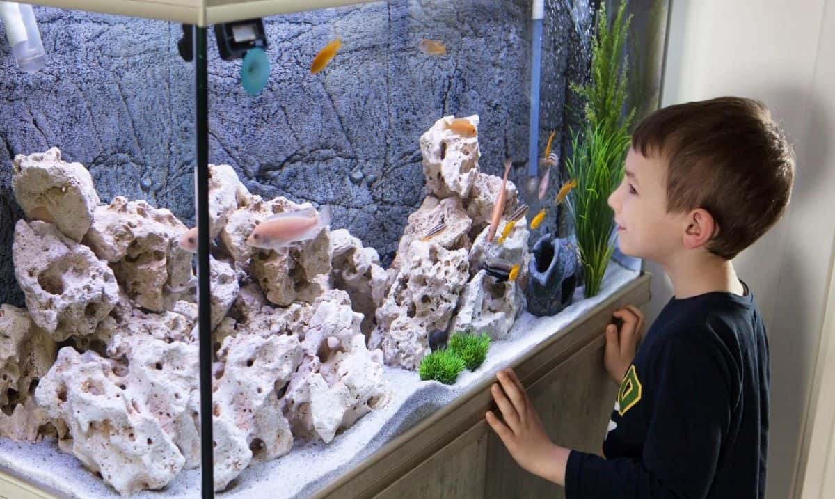 young boy with short brown hair and a black shirt standing in front of a fish tank with fish and a variety of light-coloured rocks