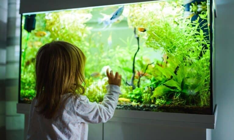 young girl looking into a fish tank, light on, with fish and aquarium plants