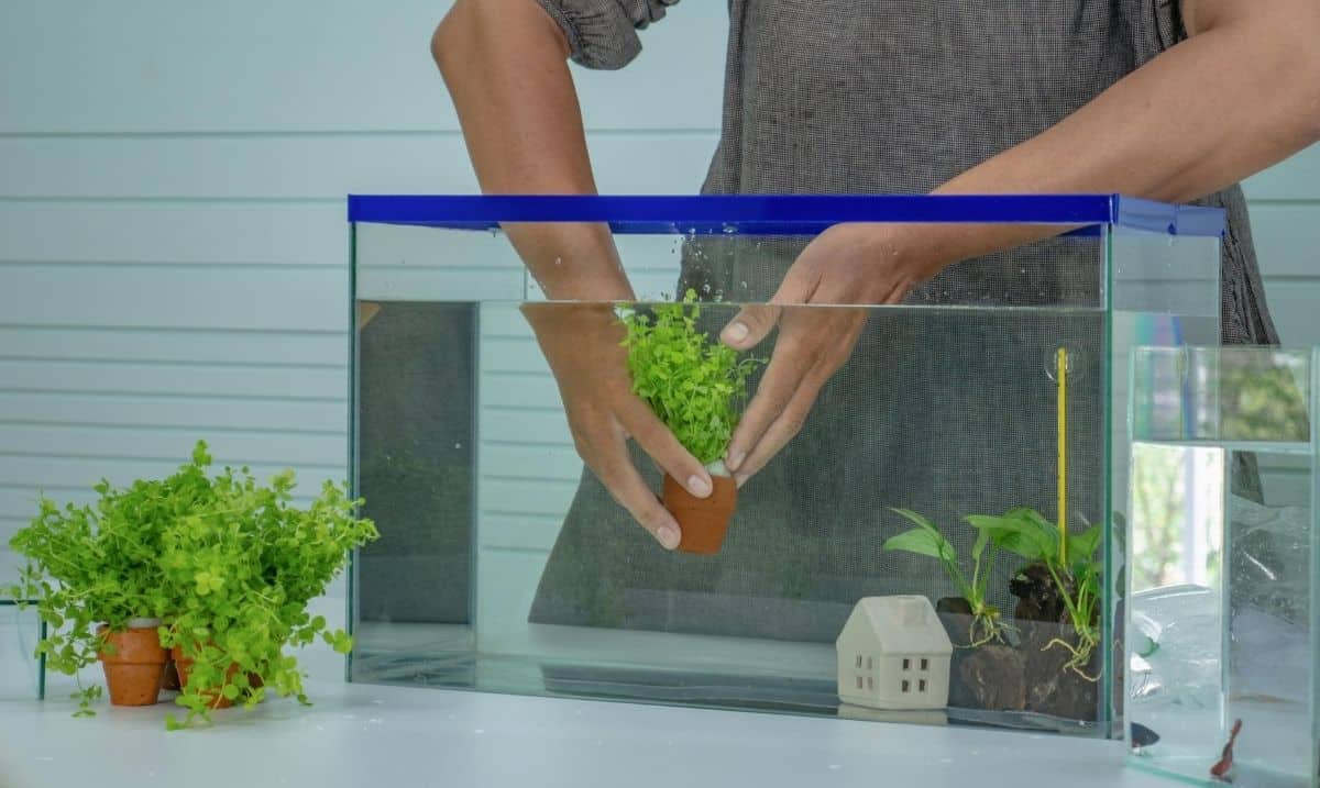 aquarium filled with water, a person's hands reaching in and placing a plant, additional plants sitting outside of the tank