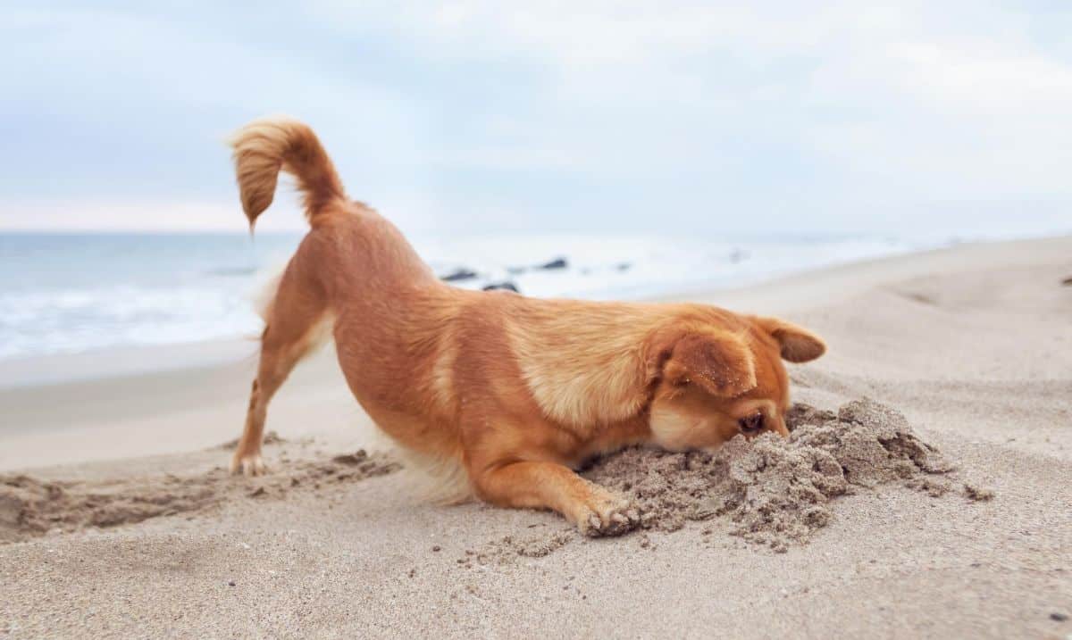 small brown dog on a beach, it's front end laying down, nose in a hole in the sand